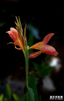 【定格身邊的美】花兒隨拍