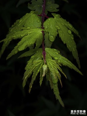 【三星手機攝影】大自然之美