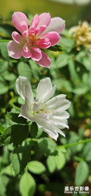 三星S23Uitra要不要換S24Uitra？