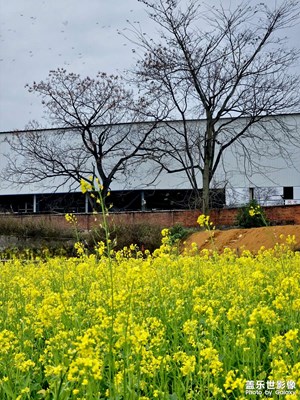 【定格身邊的美】油菜花開了