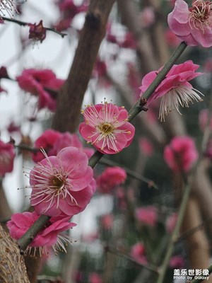 【定格身邊的美】繁花