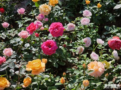 【定格身邊的美】路見繁花