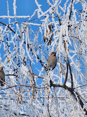 【定格身邊的美】遇見不知名的小鳥