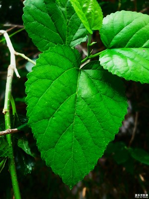 【定格身邊的美】+綠葉蔭濃