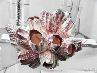 【定格身邊的美】+博物館的小可愛(ài)們