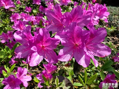 【定格身邊的美】+隨手拍