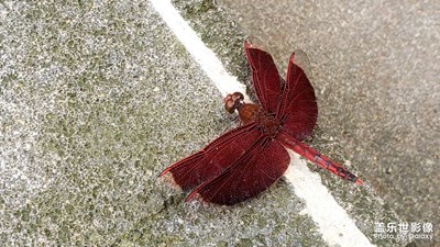 【定格身边的美】美丽的红蜻蜓