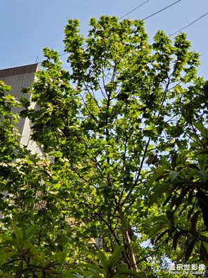 【定格身邊的美】+郁郁蔥蔥