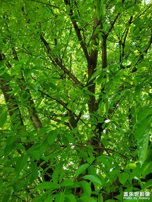 【定格身邊的美】+照片里的故事