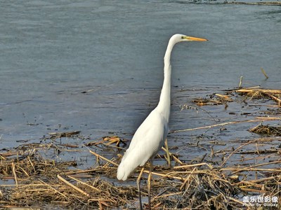 【生活的寫意】+冬天的小動物們