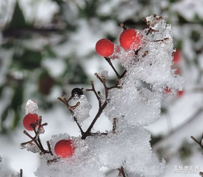 冬天一點(diǎn)紅