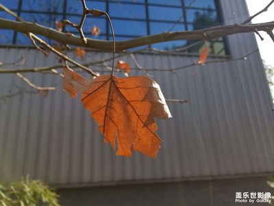 【生活的寫(xiě)意】冬日午后