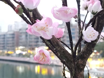 【生活的寫意】梅花