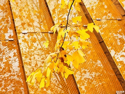 【生活的寫意】+葉葉正黃