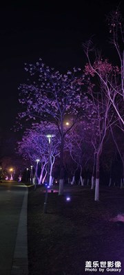 繁葉繞月，別有韻味