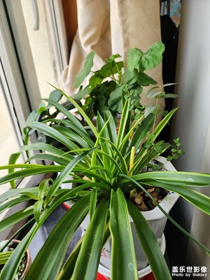 【生活的寫意】+綠色時(shí)光