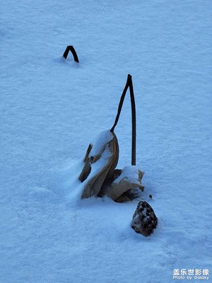 雪·枯荷
