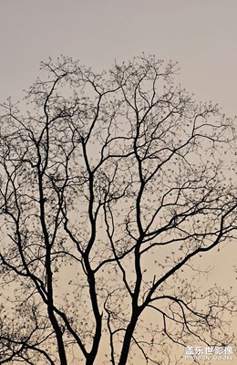 【生活的寫意】+枯木逢春