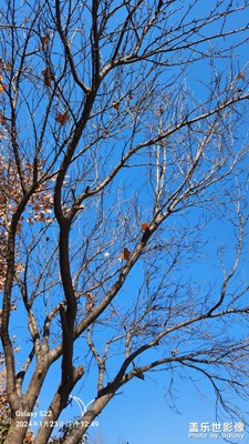 【春運】+家鄉(xiāng)的風(fēng)景