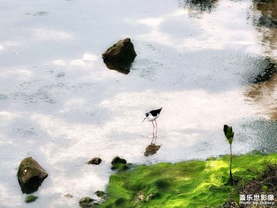 【春運(yùn)】+小可愛們