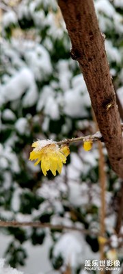 雪中臘梅花