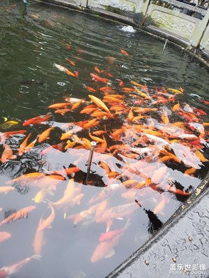 【龍騰新春】年年有魚