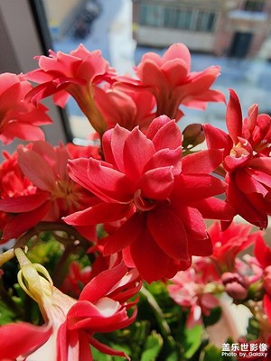 【龍騰新春】+紅花好兆頭