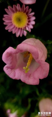 【春運(yùn)】+花朵隨拍