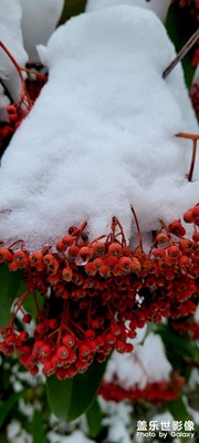 紅紅紅火火過年了