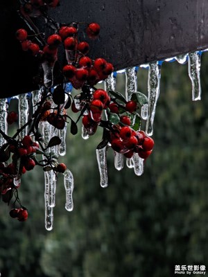 【龍騰新春】鴻運當頭