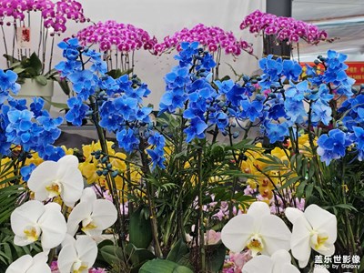 【龍騰新春】+百花爭(zhēng)艷