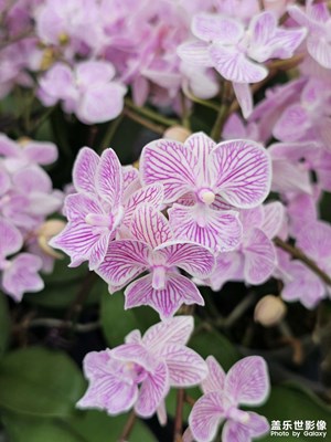 龍騰新春——行花街