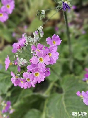【龍騰新春】冬去春來花又開
