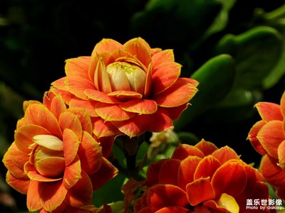 【我家鄉(xiāng)的春節(jié)】花團(tuán)錦簇