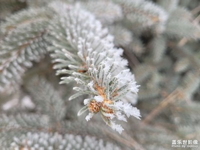 【我家鄉(xiāng)的春節(jié)】霧凇