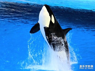 【我家鄉(xiāng)的春節(jié)】祝大家新年大吉，虎躍龍驤！