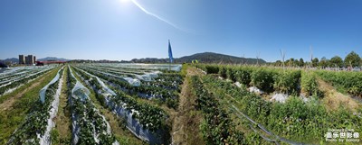 【龍騰新春】+初二摘果