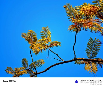 【龍騰新春】陽光明媚