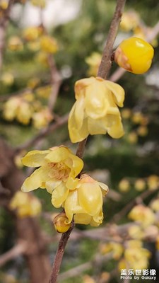 【龍騰新春】+初一游春圖