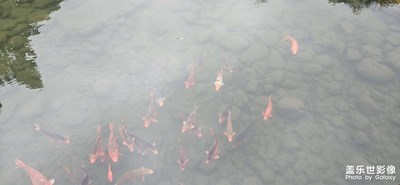 【龍騰新春】+池魚思故淵