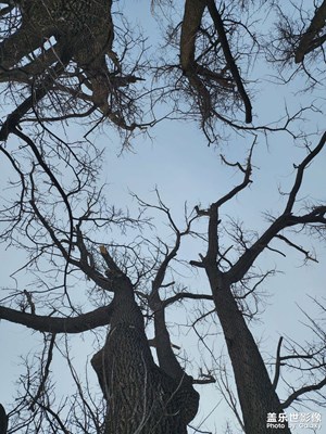 【我家鄉(xiāng)的春節(jié)】古樹參天