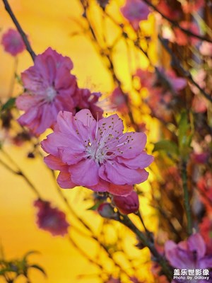 【我家鄉(xiāng)的春節(jié)】+廣東桃花年桔