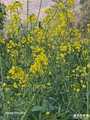 【我家鄉(xiāng)的春節(jié)】+開心快樂的春節(jié)