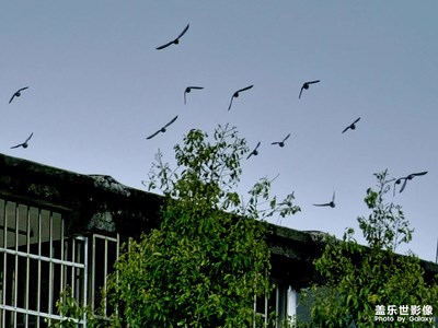 【返程路上】飛得更高