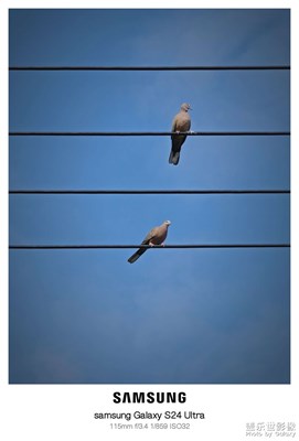S24ultra拍鳥