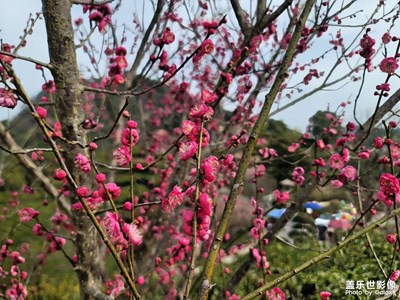 【返程路上】春天的味道