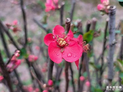 【我家鄉(xiāng)的春節(jié)】逛公園