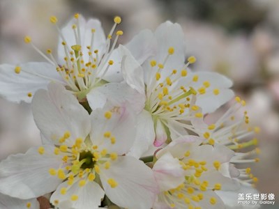 【我的春節(jié)時(shí)刻】春暖花開