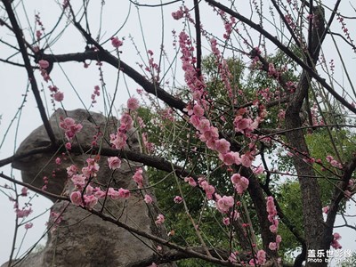 【返程路上】花的世界