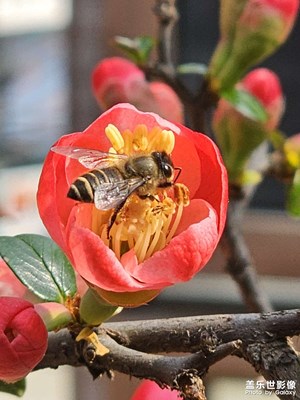 【我家鄉(xiāng)的春節(jié)】春暖花開